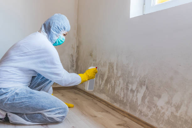 Licensed Mold Inspection service in Brooklyn, MD - WQB Mold Removal