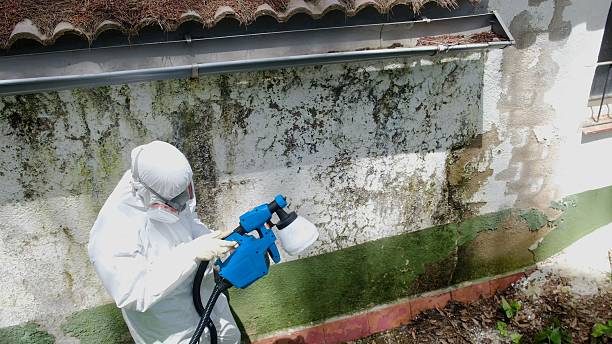 Top rated local Mold Inspection specialists in Brooklyn, MD